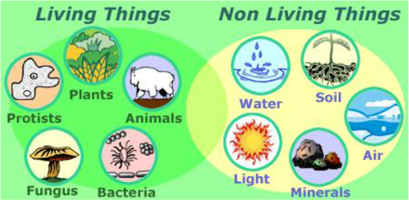 Non Living Things in Ecosystem